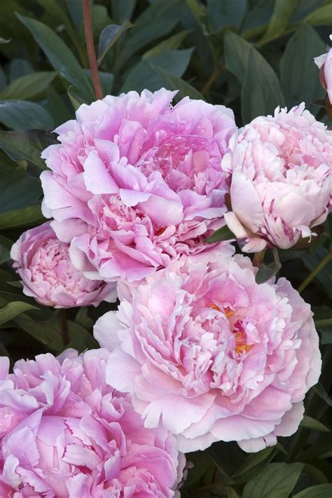 Sarah Bernhardt Double Peony Monrovia Sarah Bernhardt Double Peony