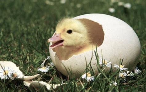 40 Amazing Pictures Of Baby Animals Hatching Eggs Baby Animals Baby