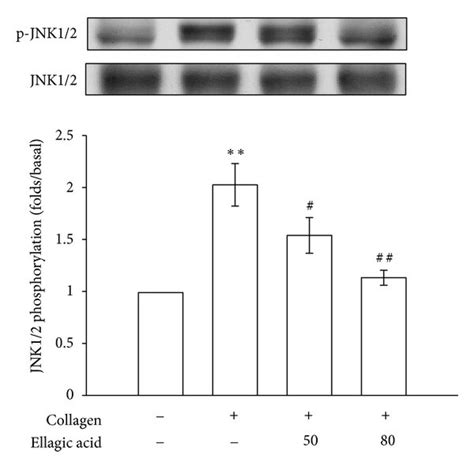 Inhibitory Effects Of Ellagic Acid On P Mapk Erk Jnk And Akt