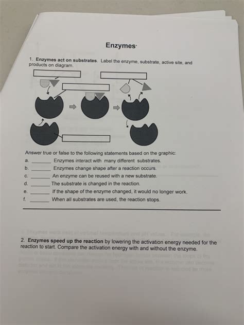 Solved Enzymes 1. Enzymes act on substrates. Label the | Chegg.com