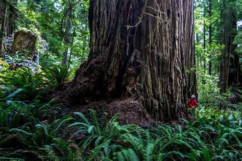 Giant Coast Redwoods ~ a Must-See ~ 2015