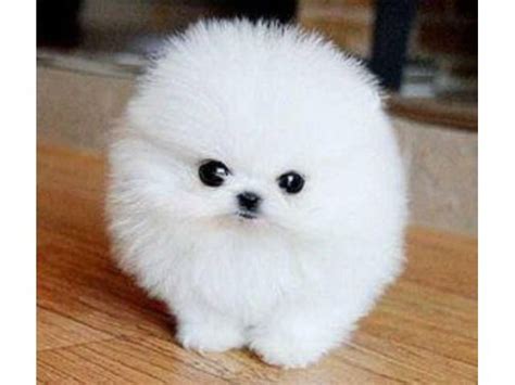 White Pomeranian Small Puppy Breeds