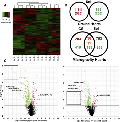 Rna Seq Analysis Of Differential Transcriptome Expression In Drosophila