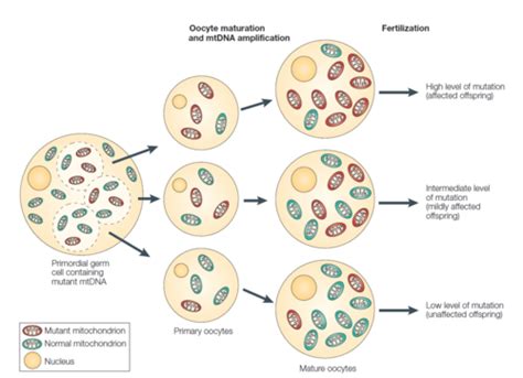 Mitochondrial Myopathies Flashcards Quizlet