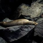 Viajar en Crucero a las Islas Galápagos desde Argelia