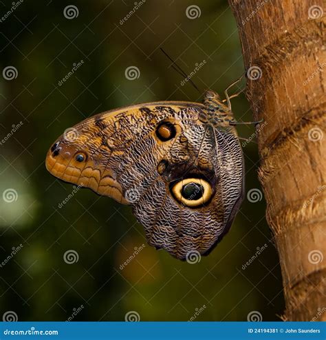 Tawny Owl Butterfly stock image. Image of spots, feeding - 24194381