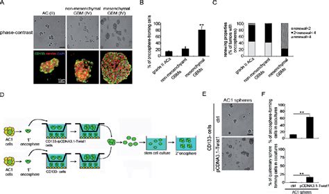 Figure From The Pgi Klf Pathway Regulates Self Renewal Of Glioma