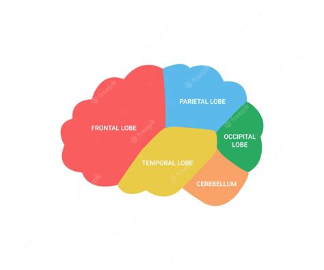 Premium Vector Lobes Of Brain Human Side View Cerebrum Organ Areas