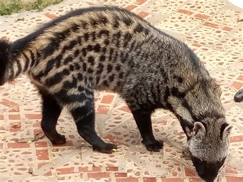 African Civet As Pet Everything You Need To Know Animal Tract