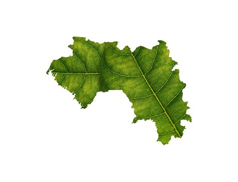 Guinea Map Made Of Green Leaves Ecology Concept 48686808 PNG