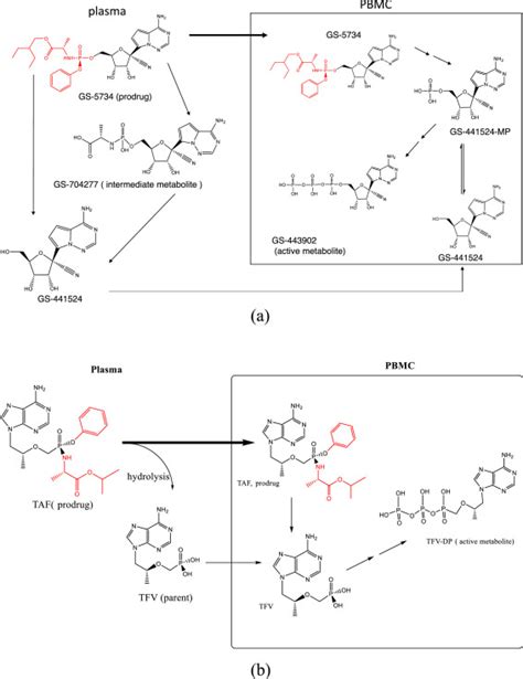 Plasma Protein Binding Determination For Unstable Ester Prodrugs