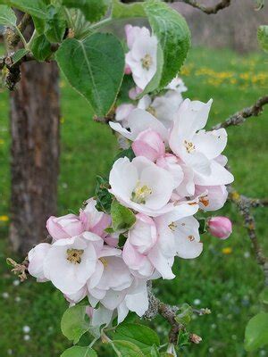 Gemeinde R Ckersdorf Streuobstwiese Ein Lebensraum F R Alle