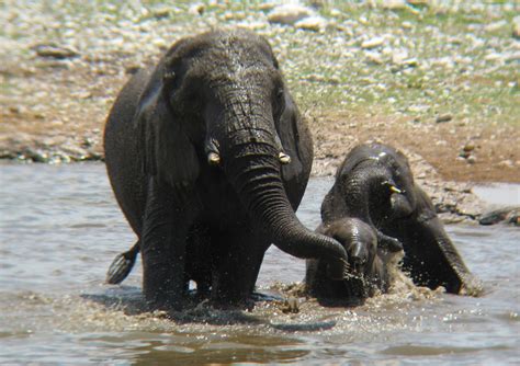 Namibia With Birdwatching Trips August 2025 A Wildlife Adventure - Bird