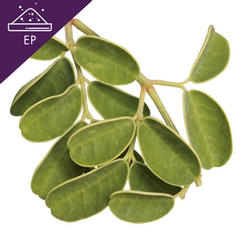 Moringa Oleifera Extract Powder มะรุม Specialty Natural Products