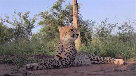 Endangered Hunter Predator Cheetah Scans Stock Video Pond5