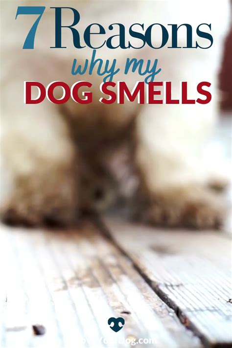 Why does my dog smell 7 different reasons for a stinky pup – Artofit