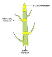 Plant Growth and Development | GeeksforGeeks