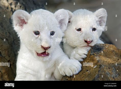 White Lions Cubs