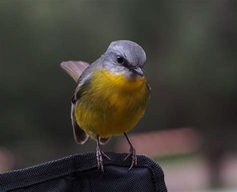 Bird With Yellow Chest Royalty Free Sarx