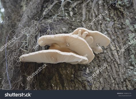 Pleurotus Ostreatus Pearl Oyster Mushroom Tree Stock Photo 1928652191