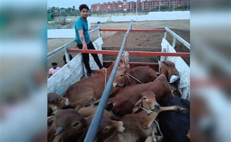 Cow Smuggling In Rajasthan राजस्थान में गौ तस्करों को ग्रामीणों ने घेरा अंधेरे का फायदा उठाकर