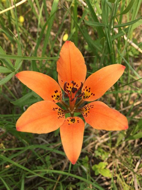 Wood Lily The Echinacea Project