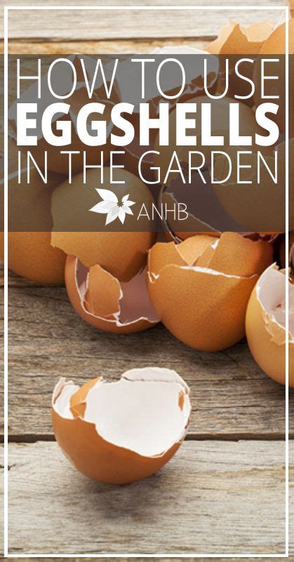 How To Use Eggshells In The Garden Updated For Egg Shells In