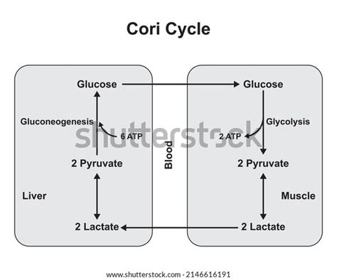 Schematic Diagram Cori Cycle Recycling Pathways Stock Vector (Royalty ...