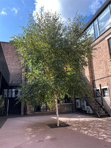 Keeping De Beauvoir Town green and pleasant