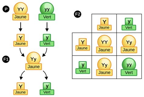 L Hybridation Labster