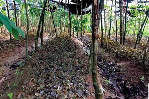 金线莲种植基地金线莲种植金线莲种苗文秘苑图库