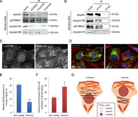 Emerin Interacts Specifically With Myosin Iib A Western Blots Of