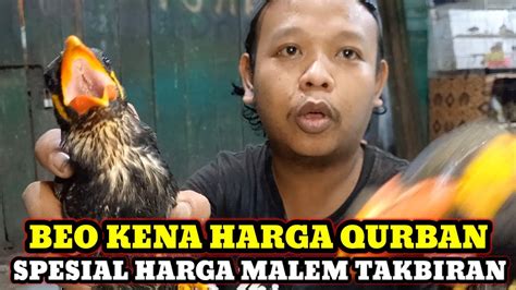 Spesial Harga Burung Di Malam Takbiran Kios Skj Pasar Burung Pramuka