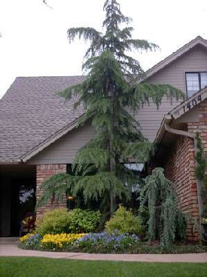 weeping cedar in 2024 | Lawn and landscape, Cottage garden, Zen garden design