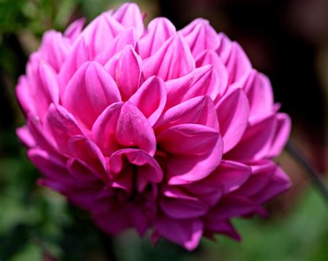 Dahlia Pink Flower Free Photo On Pixabay Pixabay