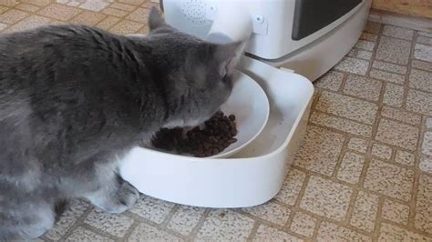 30 Best Photos Best Automatic Cat Feeder Consumer Reports Automatic