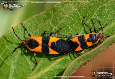 Large Milkweed Bug