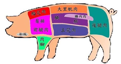 豬肉部位名稱圖解 酵素製作 痞客邦