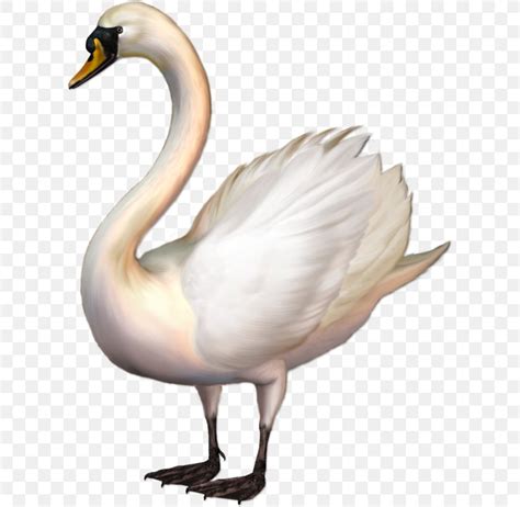 Whooper Swan Bird Tundra Swan Clip Art Png X Px Whooper Swan