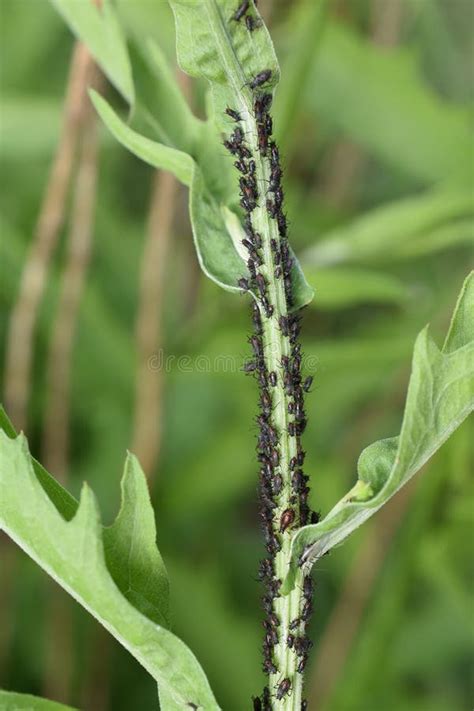 Black Aphid Infestation On A Plant Stem Stock Image Image Of Legume