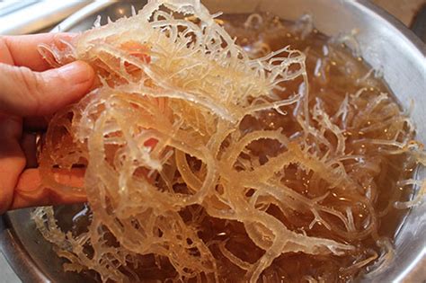 How To Prepare Jamaican Irish Moss