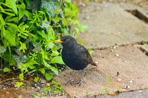 Blackbird Bird Watching Free Photo On Pixabay