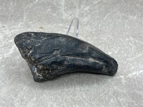 Allosaurus Foot Claw