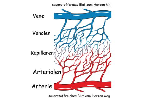 Arteriole