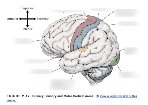 Primary Motor And Sensory Cortical Areas Diagram Quizlet