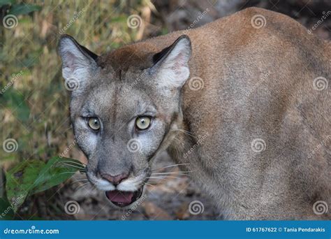 Endangered Florida Panther Stock Photo Image Of Coryi