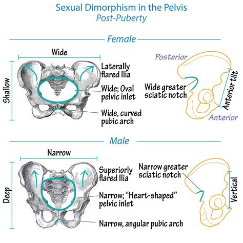 Gross Anatomy Glossary Pelvis Sexual Dimorphism Ditki Medical