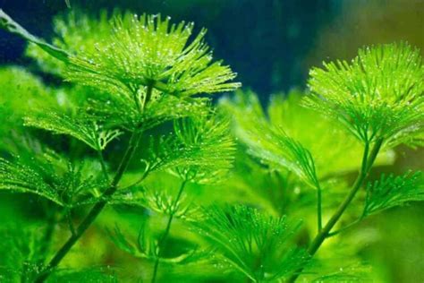 (Species Guide) Cold Water Aquarium plants: Everything you Should Know