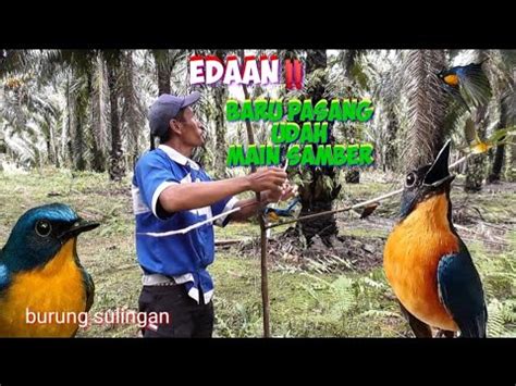 EDAAN BARU PASANG UDAH MAIN SAMBAR AJA MIKAT BURUNG TLEDEKAN PALING