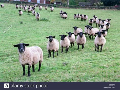 Stock Photo Line Of Sheep In Field Belbroughton Worcestershire